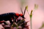 Blister Beetle, (Lytta magister), Meloidae, Meloinae, OEEV01P05_09.0892