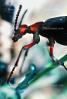 Blister Beetle, (Lytta magister), Meloidae, Meloinae, OEEV01P05_10