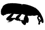 Boll Weevil, (Anthonomus grandis), logo