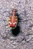 Tiger Beetles, OEEV01P07_05B