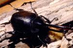 Hercules Beetle, (Dynastes hercules), Scarabaeidae, Dynastinae, horns, OEEV01P07_08.3334