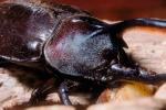 Hercules Beetle, (Dynastes hercules), Scarabaeidae, Dynastinae, horns, OEEV01P07_09.0892