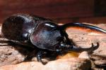 Hercules Beetle, (Dynastes hercules), Scarabaeidae, Dynastinae, horns, OEEV01P07_10.0892