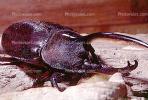 Hercules Beetle, (Dynastes hercules), Scarabaeidae, Dynastinae, horns, OEEV01P07_10
