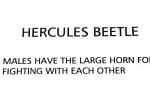 Hercules Beetle, (Dynastes hercules), Scarabaeidae, Dynastinae, horns, OEEV01P07_11