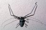 Harlequin Beetle, (Acrocinus longimanus), Cerambycidae, Lamiinae, Acrocinini, longhorned, OEEV01P07_14