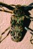 Harlequin Beetle, (Acrocinus longimanus), Cerambycidae, Lamiinae, Acrocinini, longhorned, OEEV01P07_15.3334