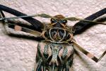 Harlequin Beetle, (Acrocinus longimanus), Cerambycidae, Lamiinae, Acrocinini, longhorned, OEEV01P07_16.0892