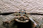 Harlequin Beetle, (Acrocinus longimanus), Cerambycidae, Lamiinae, Acrocinini, longhorned, OEEV01P07_17.0892