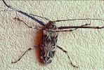 Harlequin Beetle, (Acrocinus longimanus), Cerambycidae, Lamiinae, Acrocinini, longhorned, OEEV01P07_18