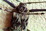 Harlequin Beetle, (Acrocinus longimanus), Cerambycidae, Lamiinae, Acrocinini, longhorned, OEEV01P07_19
