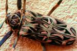 Harlequin Beetle, (Acrocinus longimanus), Cerambycidae, Lamiinae, Acrocinini, longhorned, OEEV01P08_01.0892