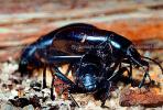 Ground Beetles, Carabidae, OEEV01P08_16.0357