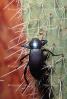 Ground Beetles, Carabidae, OEEV01P08_18.0357