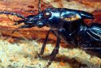 Anthia Beetle, (Anthia Thoracica), Carabidae, Anthiinae, Anthiini, ground beetle, OEEV01P09_01.0357