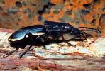 Anthia Beetle, (Anthia Thoracica), Carabidae, Anthiinae, Anthiini, ground beetle, OEEV01P09_02.0357