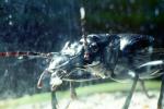 Two-spotted ground beetle, (Thermophilum homoplatum), Anthiinae, Anthiini, ground beetle, OEEV01P09_06