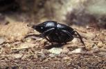 Darkling Beetle, Polyphaga, Tenebrionoidea, Tenebrionidae, OEEV01P10_01
