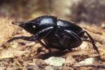 Darkling Beetle, Polyphaga, Tenebrionoidea, Tenebrionidae, OEEV01P10_01B