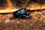 Darkling Beetle, Polyphaga, Tenebrionoidea, Tenebrionidae, OEEV01P10_02.0357