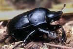 Darkling Beetle, Polyphaga, Tenebrionoidea, Tenebrionidae, OEEV01P10_02B