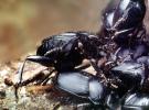 Darkling Beetle, Polyphaga, Tenebrionoidea, Tenebrionidae, OEEV01P10_03