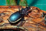 Anthia Beetle, OEEV01P10_13.0357