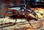 Anthia Beetle, OEEV01P10_15.0357