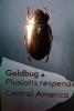 Goldbug, (Plusiotis resplendens)
