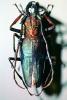Long Horned Wood-boring Beetle, (Psalidognathus friendi), Polyphaga, Cerambycoidea