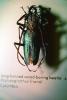 Long Horned Wood-boring Beetle, (Psalidognathus friendi), Polyphaga, Cerambycoidea