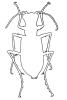 Tiger Beetle Line-drawing, outline