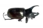 Hercules Beetle, horns