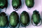green Scarab Beetle