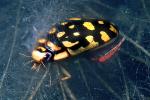 Yellow Spotted Water Diving Beetle, (Thermonectus marmoratus), Adephaga, Dytiscidae, bifocal, OEEV01P12_05B