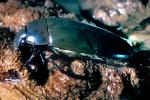 Water Scavenger Beetle, Tropisternus sp