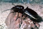 Anthia Beetle, OEEV01P12_09