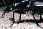 Anthia Beetle, OEEV01P12_12