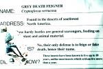 Grey Death Feigner, (Cryptoglossa verrucosa)