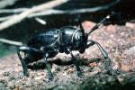 Cactus Longhorn Beetle, (Moneilema gigas), Cerambycidae, Lamiinae, OEEV01P12_18