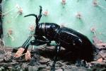 Cactus Longhorn Beetle, (Moneilema gigas), Cerambycidae, Lamiinae, OEEV01P13_01