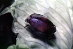 Whirligig Beetle, OEEV01P13_06