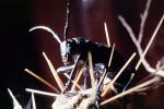 Cactus Longhorn Beetle, (Moneilema gigas), Cerambycidae, Lamiinae, OEEV01P13_08