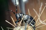 Cactus Longhorn Beetle, (Moneilema gigas), Cerambycidae, Lamiinae, OEEV01P13_09