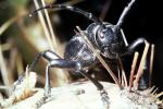 Cactus Longhorn Beetle, (Moneilema gigas), Cerambycidae, Lamiinae, OEEV01P13_11