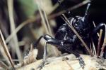 Cactus Longhorn Beetle, (Moneilema gigas), Cerambycidae, Lamiinae, OEEV01P13_12
