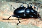 Darkling Beetle, OEEV01P13_14