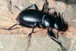 Darkling Beetle, Eleodes