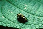 Spotted Cucumber Beetle, Close-up, OEEV01P14_11