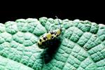 Spotted Cucumber Beetle, Close-up